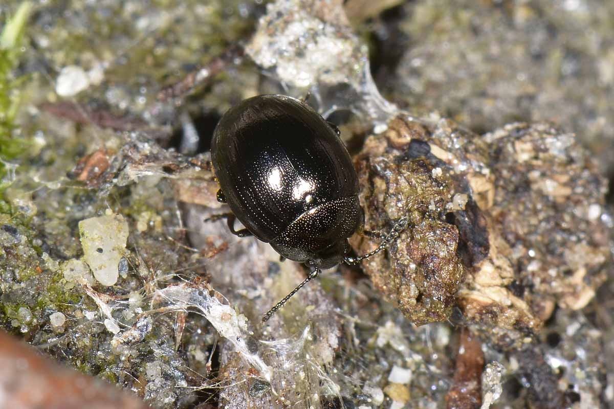 Phaedon sp., Chrysomelidae